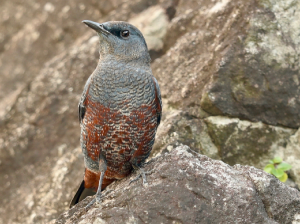 Blue Rock Thrush, 蓝矶鸫, Monticola solitarius-gallery-