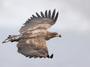 White-tailed Sea Eagle, 白尾海雕, Haliaeetus albicilla-gallery-