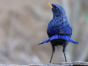 Blue Whistling Thrush, 紫啸鸫, Myophonus caeruleus-gallery-