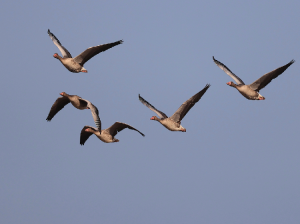 Greylag Goose, 灰雁, Anser anser-gallery-