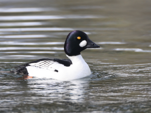 Common Goldeneye, 鹊鸭, Bucephala clangula-gallery-