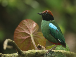 Nicobar Hooded Pitta, 绿胸八色鸫, Pitta sordida-gallery-