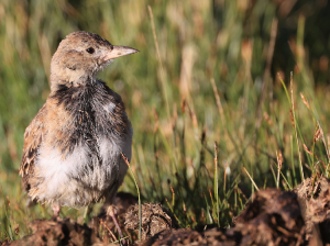 Tibetan Lark, 长嘴百灵, Melanocorypha maxima-gallery-