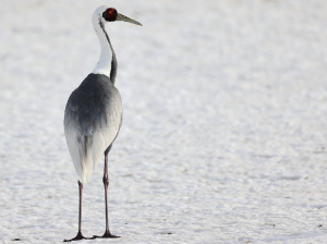 White-naped Crane, 白枕鹤, Antigone vipio-gallery-