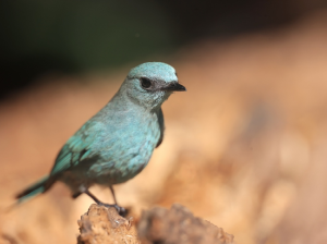 Verditer Flycatcher, 铜蓝鹟, Eumyias thalassinus-gallery-