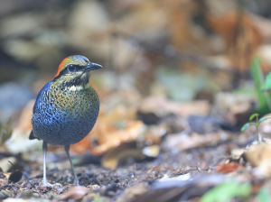 Blue Pitta, 蓝八色鸫, Hydrornis cyaneus-gallery-