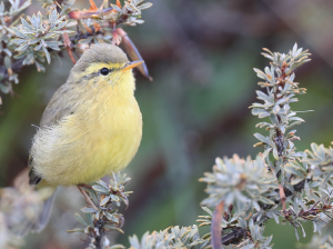 Tickell’s Leaf Warbler, 黄腹柳莺, Phylloscopus affinis-gallery-