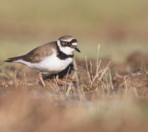 Little Ringed Plover, 金眶鸻, Charadrius dubius-gallery-