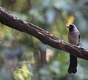 Grey Treepie, 灰树鹊, Dendrocitta formosae-gallery-