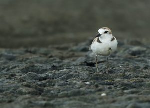 White-faced Plover, 白脸鸻, Charadrius dealbatus-gallery-