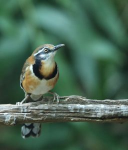 Lesser Necklaced Laughingthrush, 小黑领噪鹛, Garrulax monileger-gallery-