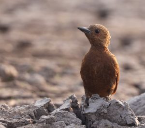 Rufous Woodpecker, 栗啄木鸟, Micropternus brachyurus-gallery-