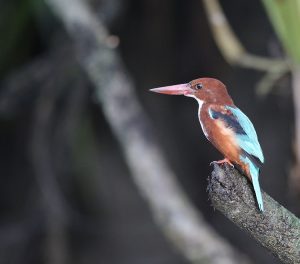 White-throated Kingfisher, 白胸翡翠, Halcyon smyrnensis-gallery-