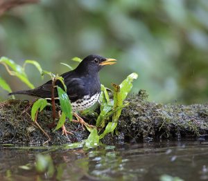 Japanese Thrush, 乌灰鸫, Turdus cardis-gallery-