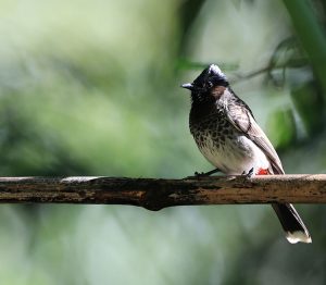 Red-vented Bulbul, 黑喉红臀鹎, Pycnonotus cafer-gallery-