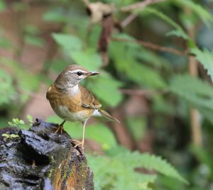 Eyebrowed Thrush, 白眉鸫, Turdus obscurus-gallery-