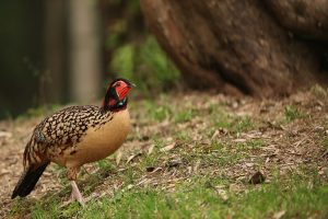 Cabot’s Tragopan, 黄腹角雉, Tragopan caboti-gallery-