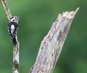 Grey-capped Pygmy Woodpecker, 星头啄木鸟, Yungipicus canicapillus-gallery-