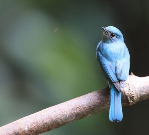 Verditer Flycatcher, 铜蓝鹟, Eumyias thalassinus-gallery-