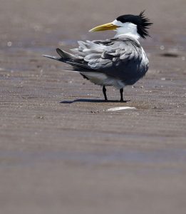 Greater Crested Tern, 大凤头燕鸥, Thalasseus bergii-gallery-