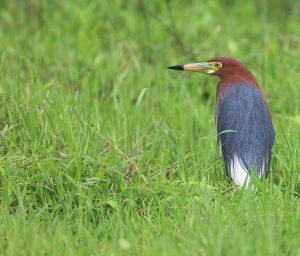 Chinese Pond Heron, 池鹭, Ardeola bacchus-gallery-