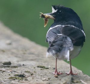 White-crowned Forktail, 白冠燕尾, Enicurus leschenaulti-gallery-