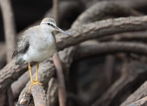 Grey-tailed Tattler, 灰尾漂鹬, Tringa brevipes-gallery-