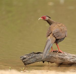 Silver Pheasant, 白鹇, Lophura nycthemera-gallery-