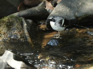 Slaty-backed Forktail, 灰背燕尾, Enicurus schistaceus-gallery-