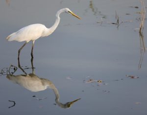 Great Egret, 大白鹭, Ardea alba-gallery-