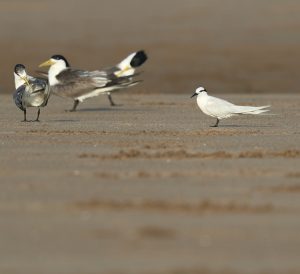 Black-naped Tern, 黑枕燕鸥, Sterna sumatrana-gallery-