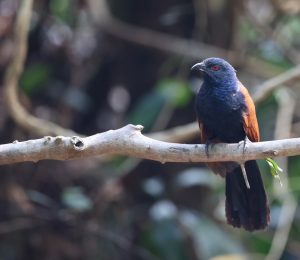 Greater Coucal, 褐翅鸦鹃, Centropus sinensis-gallery-