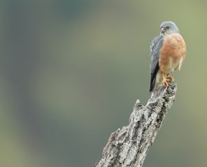 Chinese Sparrowhawk, 赤腹鹰, Accipiter soloensis-gallery-