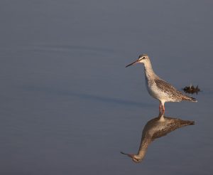 Spotted Redshank, 鹤鹬, Tringa erythropus-gallery-