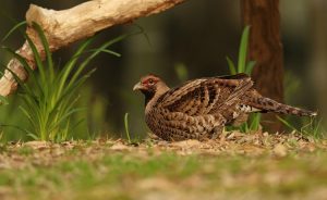 Elliot’s Pheasant, 白颈长尾雉, Syrmaticus ellioti-gallery-