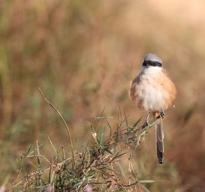 Long-tailed Shrike, 棕背伯劳, Lanius schach-gallery-