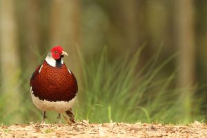 Elliot’s Pheasant, 白颈长尾雉, Syrmaticus ellioti-gallery-