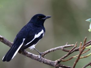 Oriental Magpie-Robin, 鹊鸲, Copsychus saularis-gallery-