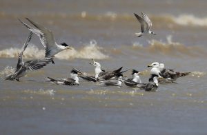 Greater Crested Terns 大凤头, Thalasseus bergii / White-winged Terns, 白翅浮鸥, Chlidonias leucopterus / Black-tailed Gulls, 黑尾鸥, Larus crassirostris-gallery-