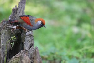 Red-tailed Laughingthrush, 赤尾噪鹛, Trochalopteron milnei-gallery-