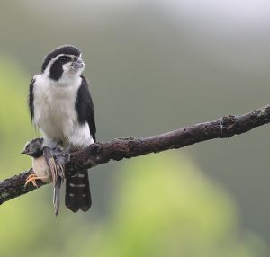 Pied Falconet, 白腿小隼, Microhierax melanoleucos-gallery-