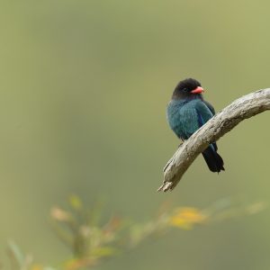 Black-throated Laughingthrush, 黑喉噪鹛, Pterorhinus chinensis-gallery-