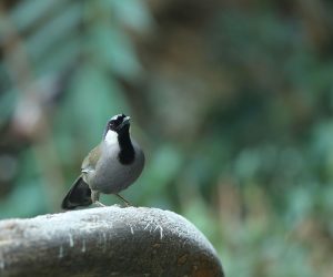 Kentish Plover, 环颈鸻, Charadrius alexandrinus-gallery-