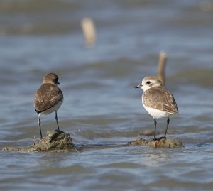 Dunlin, 黑腹滨鹬, Calidris alpina-gallery-