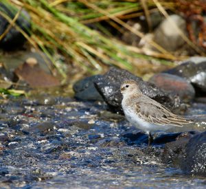 Pacific Golden Plover, 金斑鸻, Pluvialis fulva-gallery-