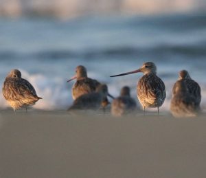 Black-tailed Gulls, 黑尾鸥, Larus crassirostris-gallery-