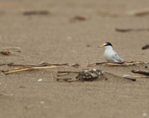 Common Tern, 普通燕鸥, Sterna hirundo-gallery-