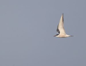 Little Ringed Plover, 金眶鸻, Charadrius dubius-gallery-