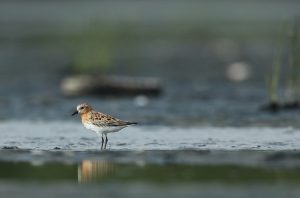 Red-necked Stint, 红颈滨鹬, Calidris ruficollis-gallery-