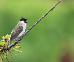 Greater Necklaced Laughingthrush, 黑领噪鹛, Pterorhinus pectoralis-gallery-